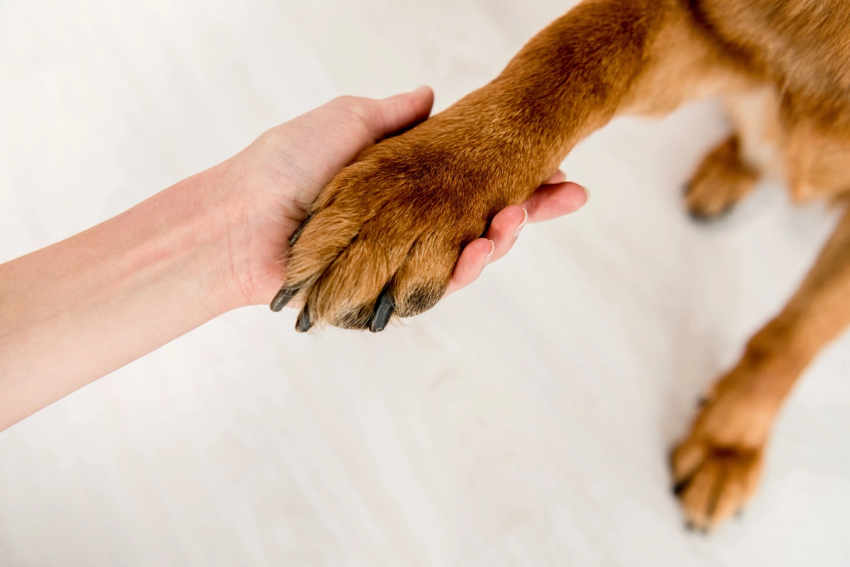 Strassenhund adoptieren